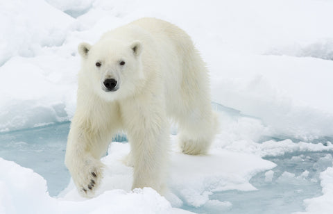 Polar Bear Wall Art