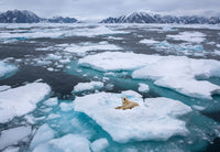 Polar Bear - Greenland Wall Art