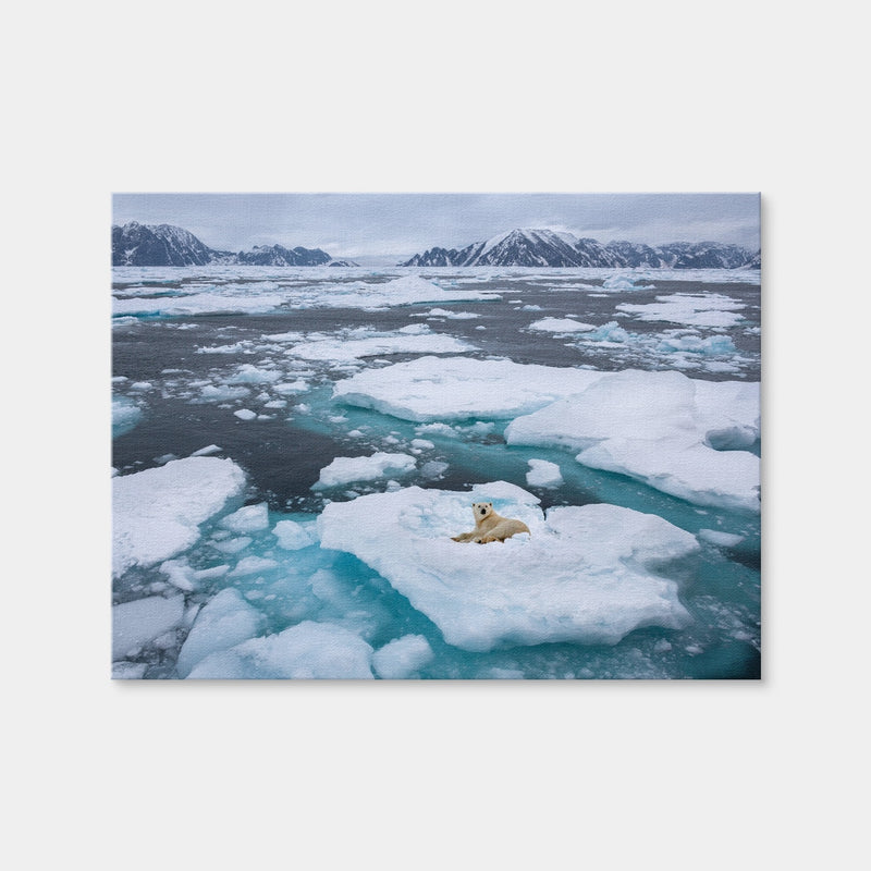 AUTO-MOCKUP WHITE | Polar Bear - Greenland | 1 Piece | Gallery Wrap | group=4x3