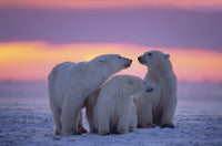 Polar Bear Family - Canadian Arctic Wall Art