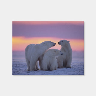 AUTO-MOCKUP WHITE | Polar Bear Family - Canadian Arctic | 1 Piece | Gallery Wrap | group=4x3