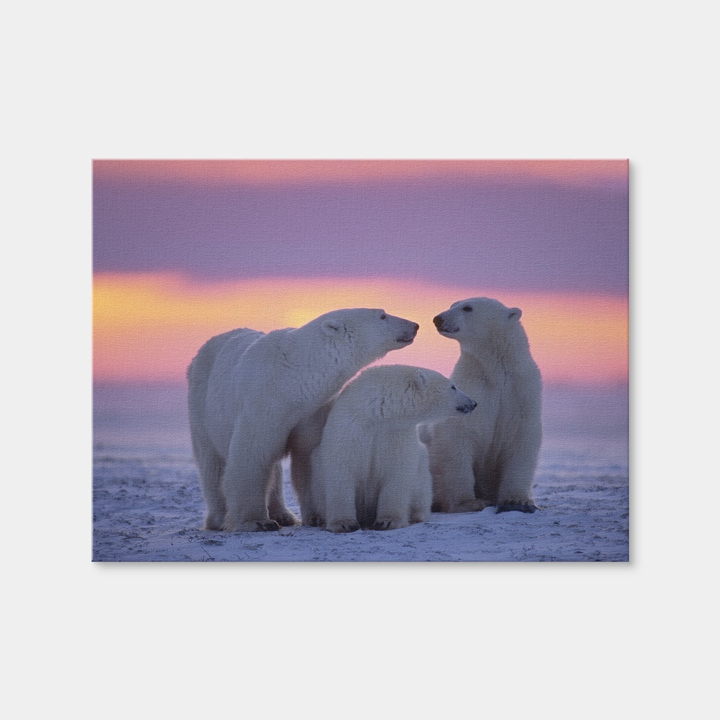 AUTO-MOCKUP WHITE | Polar Bear Family - Canadian Arctic | 1 Piece | Gallery Wrap | group=4x3