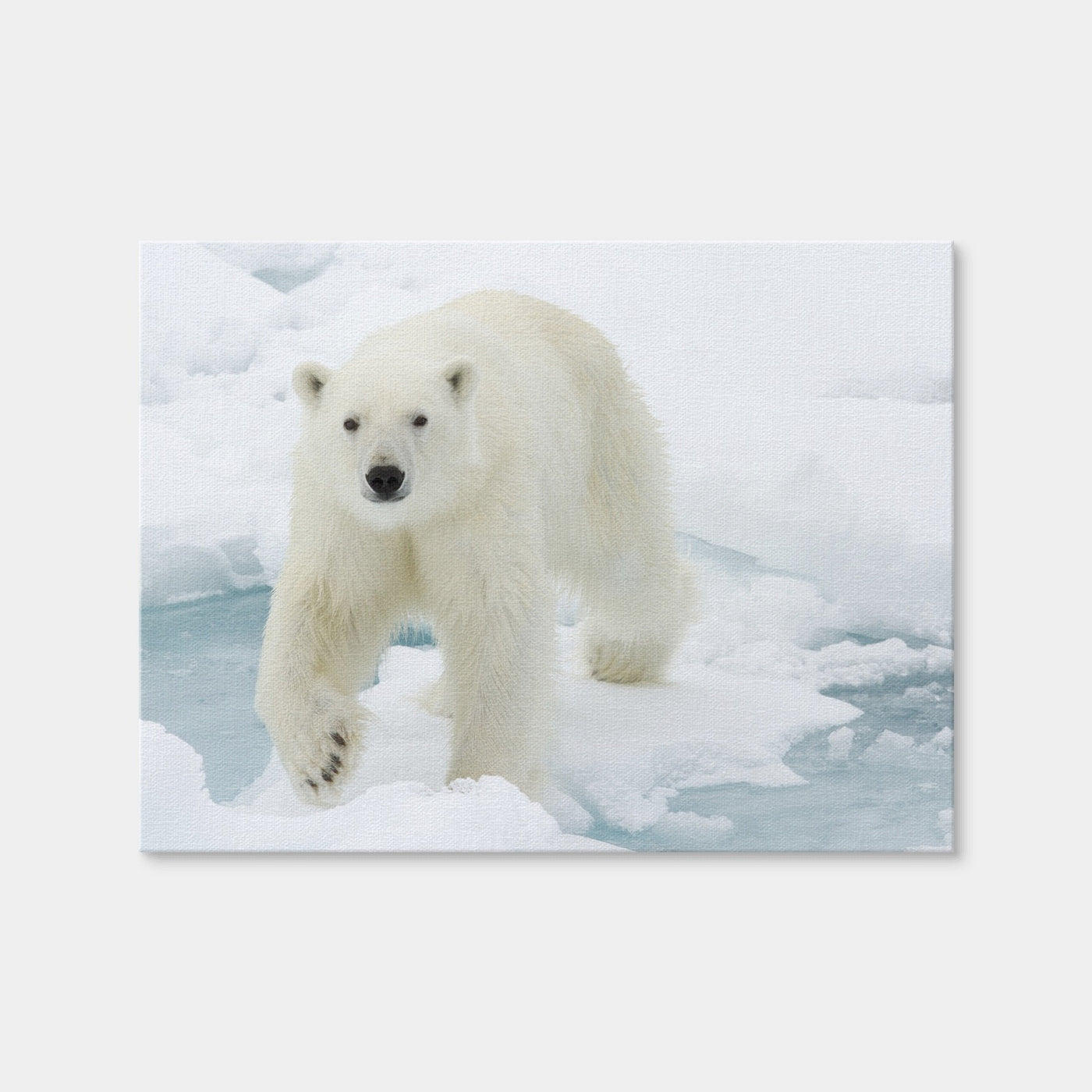 AUTO-MOCKUP WHITE | Polar Bear | 1 Piece | Gallery Wrap | group=4x3