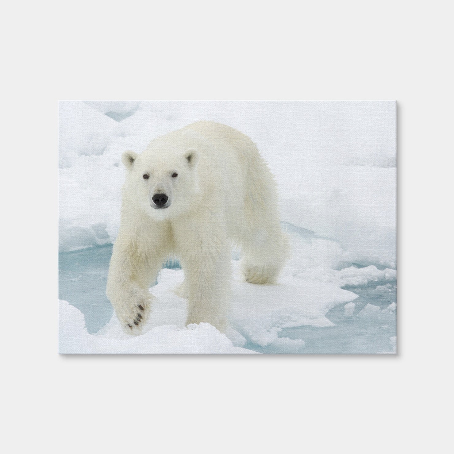 AUTO-MOCKUP WHITE | Polar Bear | 1 Piece | Gallery Wrap | group=4x3
