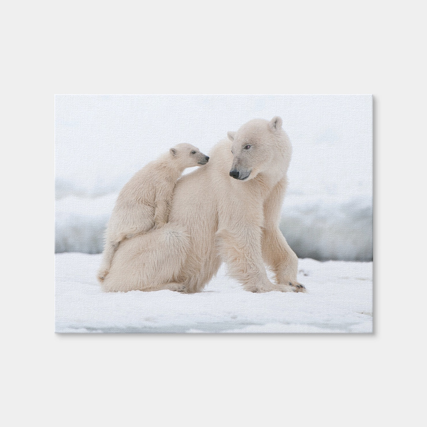 AUTO-MOCKUP WHITE | Polar Bear with Cub | 1 Piece | Gallery Wrap | group=4x3