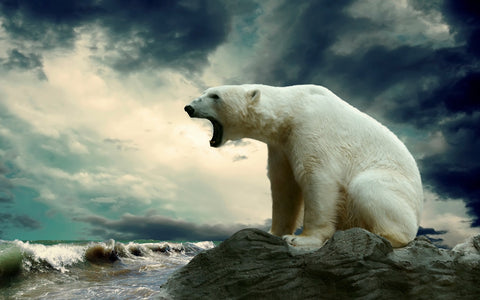Polar Escape Wall Art