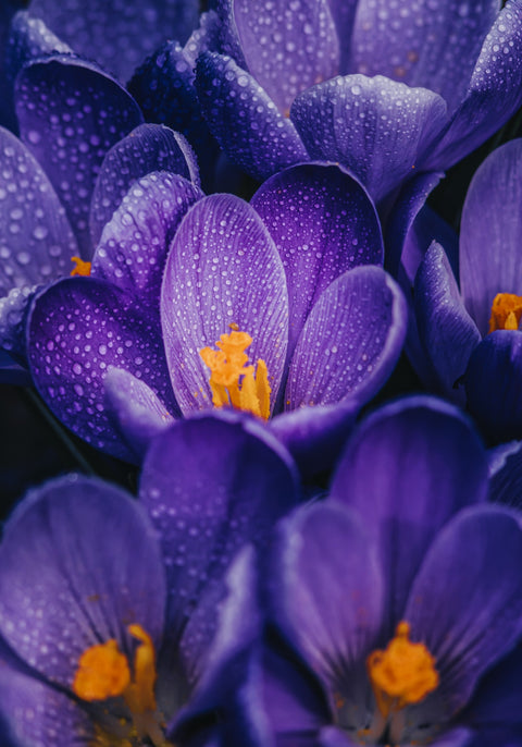 Pollen Purple Wall Art