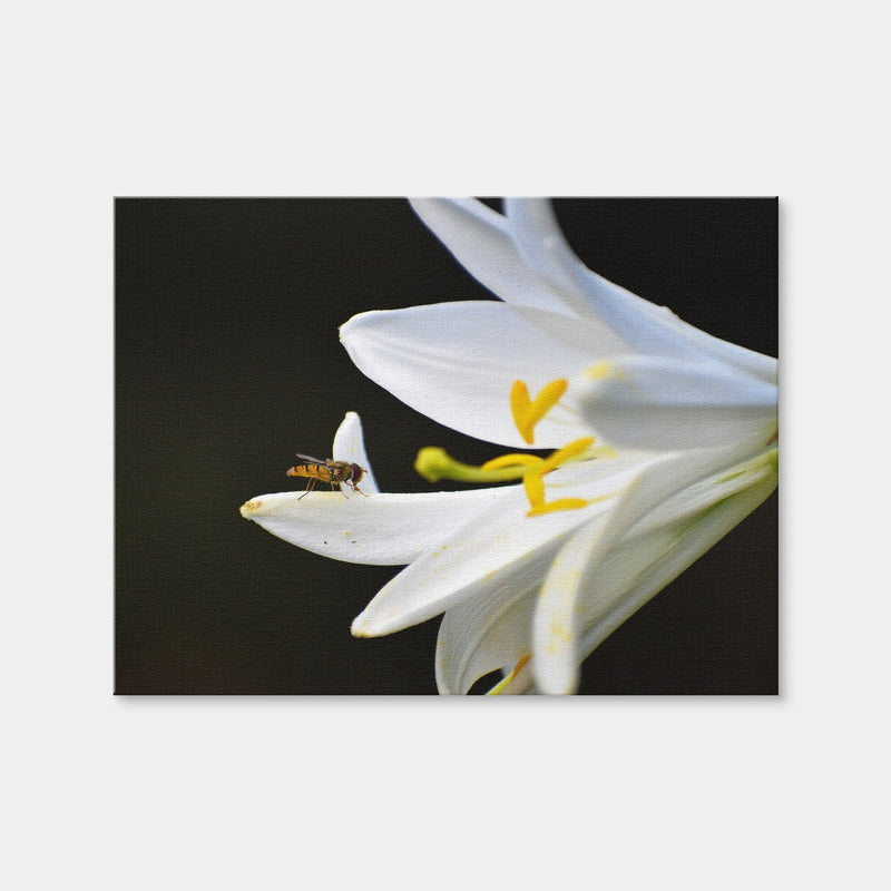 AUTO-MOCKUP WHITE | Pollen | 1 Piece | Gallery Wrap | group=4x3
