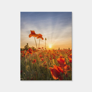 AUTO-MOCKUP WHITE | Poppies in sunset | 1 Piece | Gallery Wrap Canvas | group=3x4