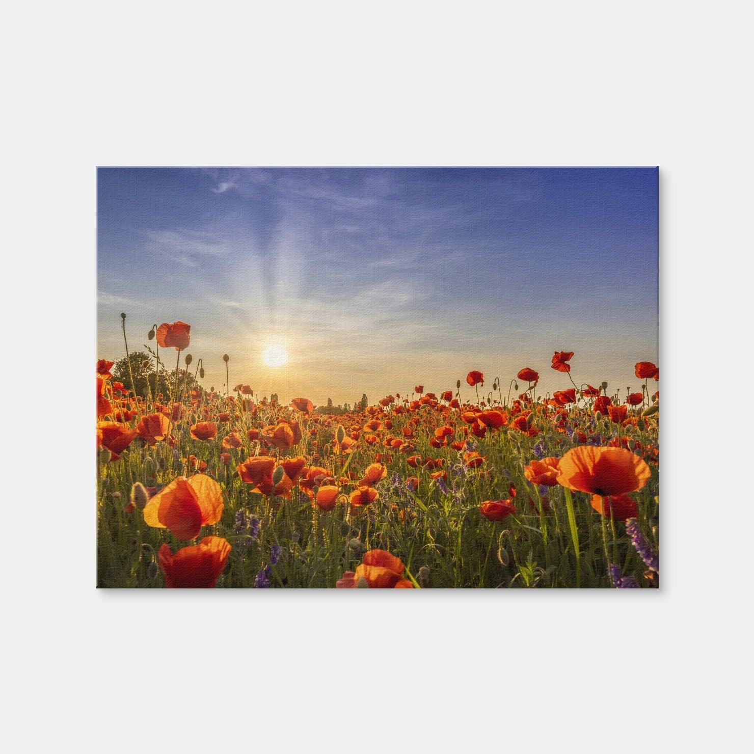 AUTO-MOCKUP WHITE | Poppies in the Evening | 1 Piece | Gallery Wrap | group=4x3