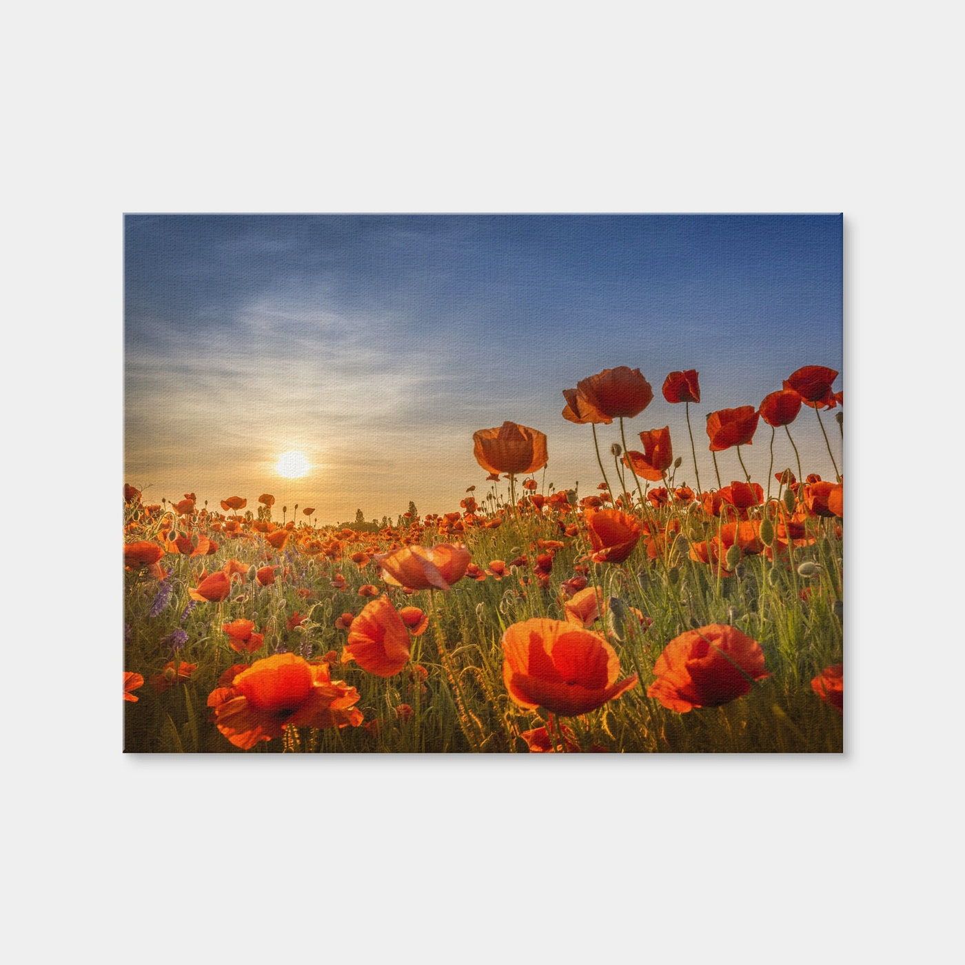 AUTO-MOCKUP WHITE | Poppies in the Sunset | 1 Piece | Gallery Wrap | group=4x3