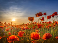 Poppies in the sunset Wall Art