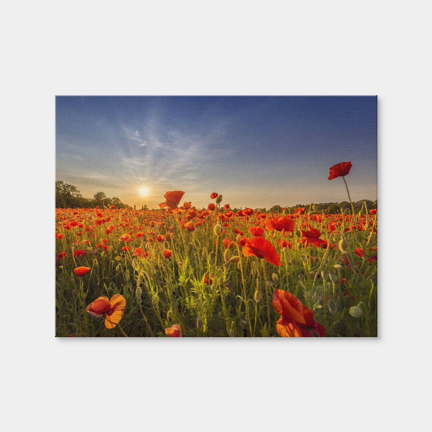 AUTO-MOCKUP WHITE | Poppy Field at Sunset | 1 Piece | Gallery Wrap | group=4x3