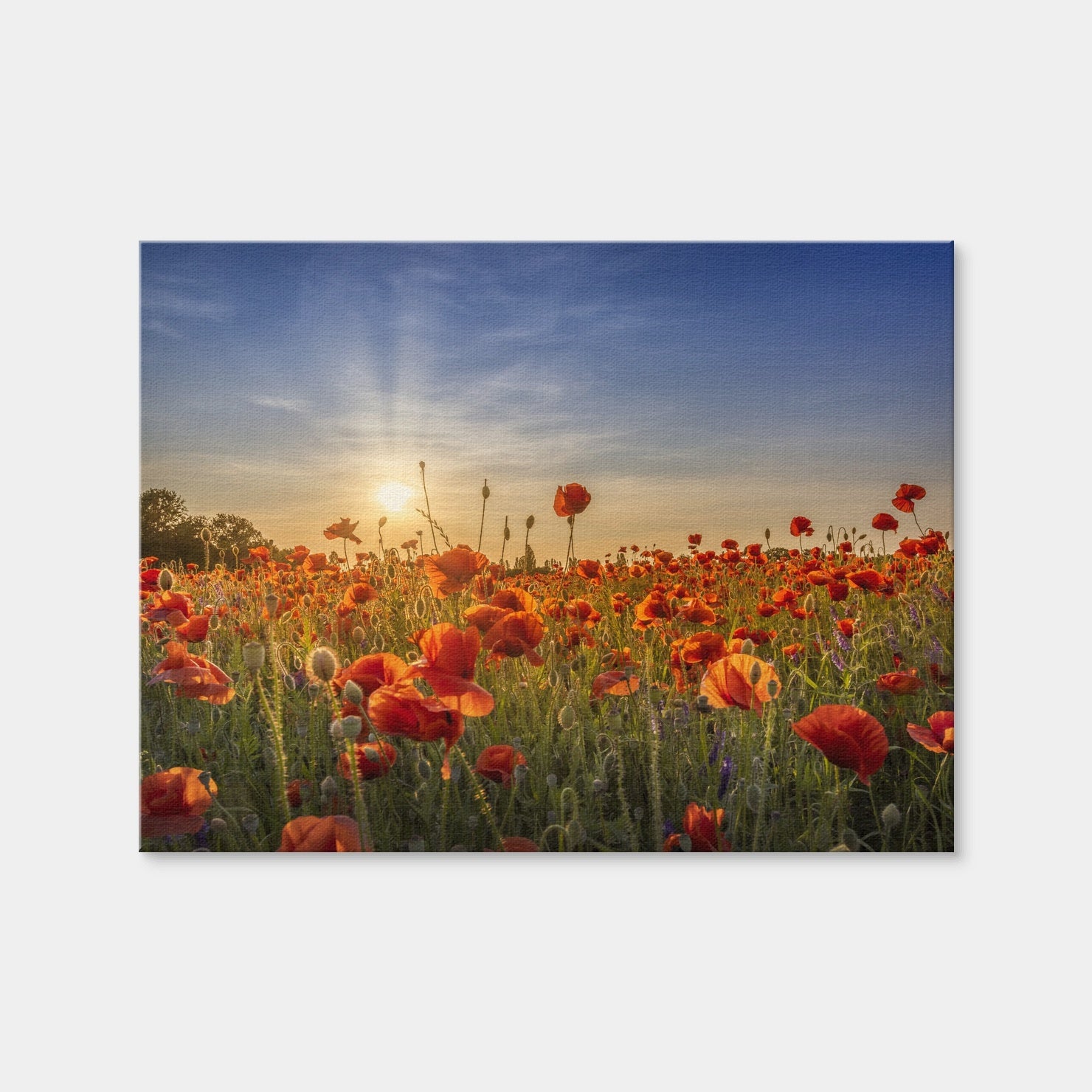 AUTO-MOCKUP WHITE | Poppy Idyll in Sunset | 1 Piece | Gallery Wrap Canvas | group=4x3