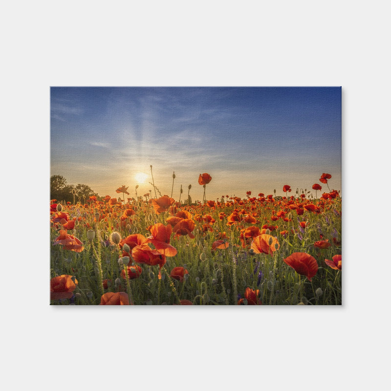 AUTO-MOCKUP WHITE | Poppy Idyll in Sunset | 1 Piece | Gallery Wrap Canvas | group=4x3