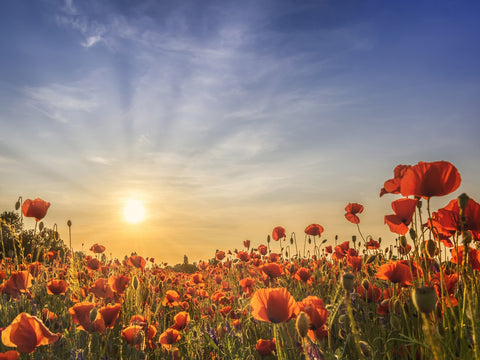 Poppy field in sunset Wall Art
