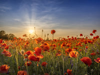 Poppy idyll in sunset Wall Art