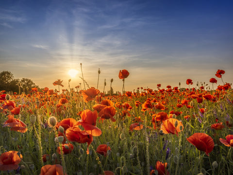 Poppy idyll in sunset Wall Art