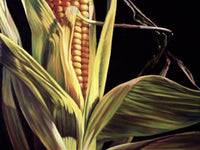 Pretty Corny Wall Art