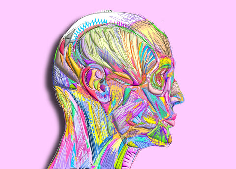 Profile Face Muscles Wall Art