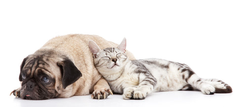 Pug and Cat Wall Art
