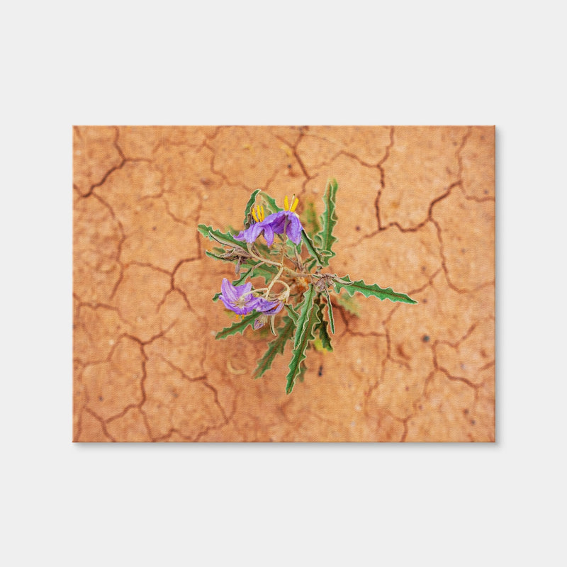 AUTO-MOCKUP WHITE | Purple Desert Wild Flowers | 1 Piece | Gallery Wrap | group=4x3
