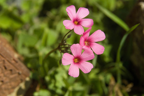 Purple Wildflower - North Arkansas Wall Art