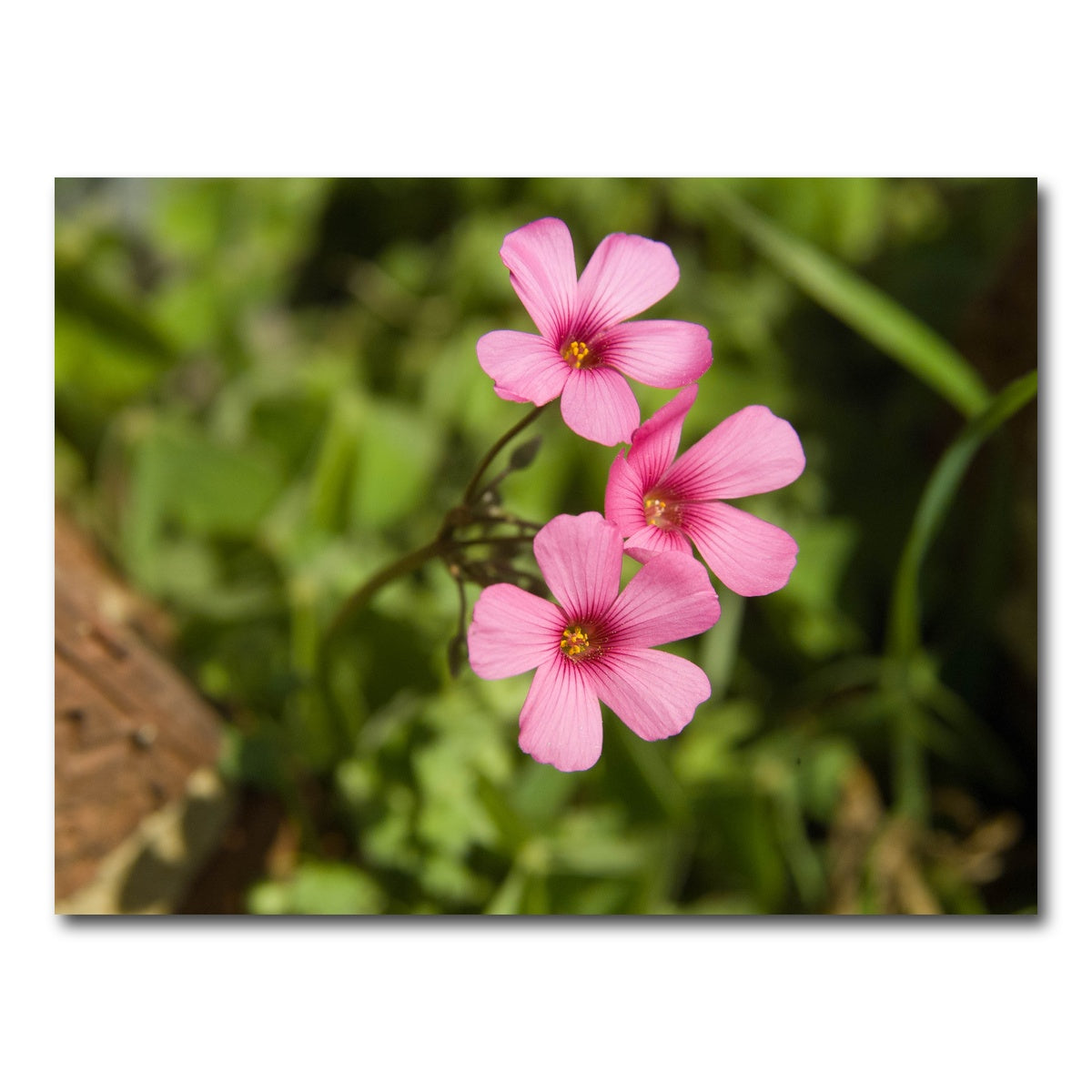 AUTO-MOCKUP WHITE | Purple Wildflower - North Arkansas | 1 Piece | Gallery Wrap Canvas | group=4x3