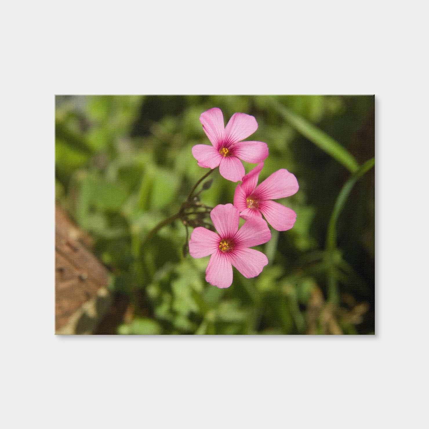AUTO-MOCKUP WHITE | Purple Wildflower - North Arkansas | 1 Piece | Gallery Wrap | group=4x3