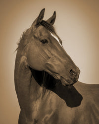 Quarter Horse Wall Art