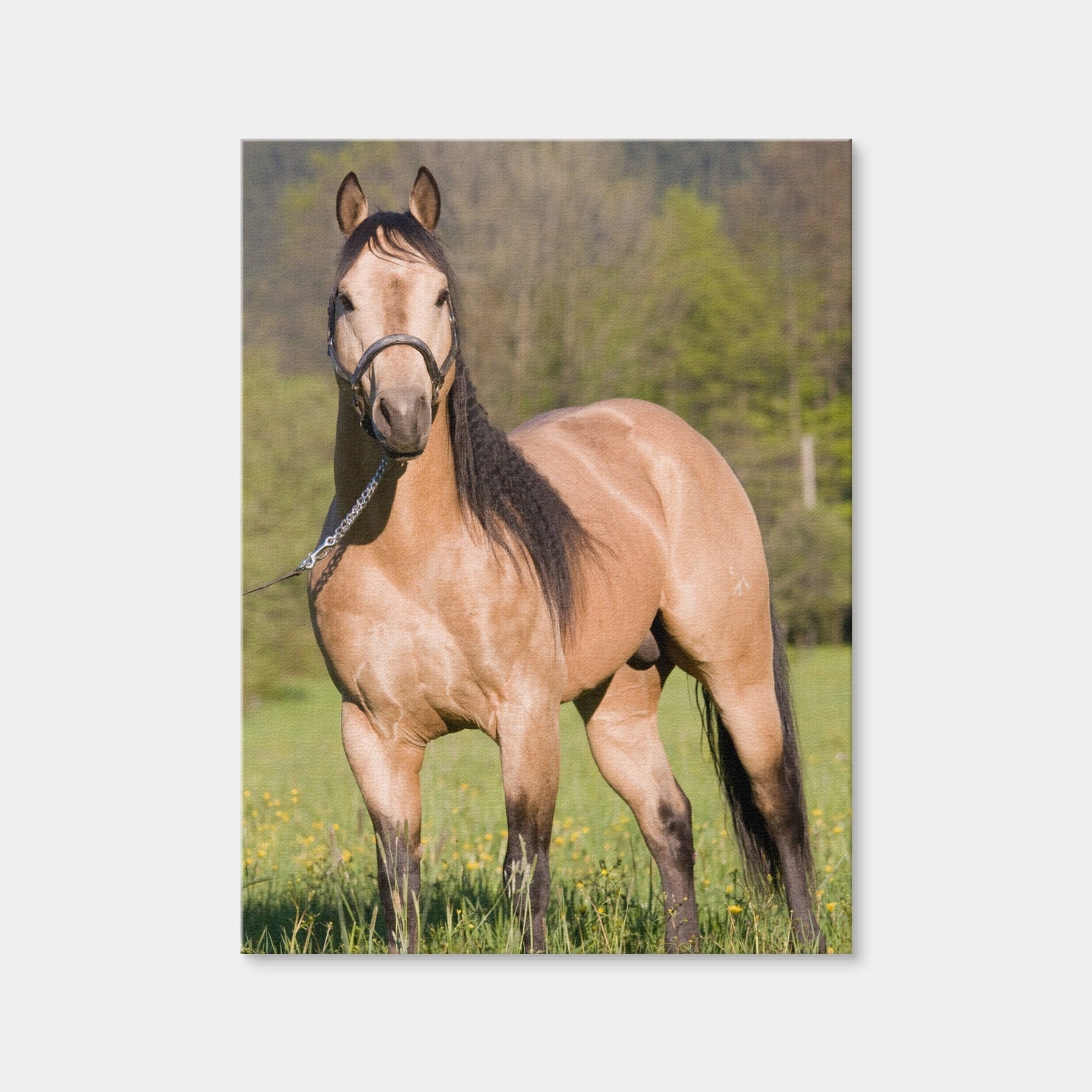 AUTO-MOCKUP WHITE | Quarter Horse Posing | 1 Piece | Gallery Wrap Canvas | group=3x4