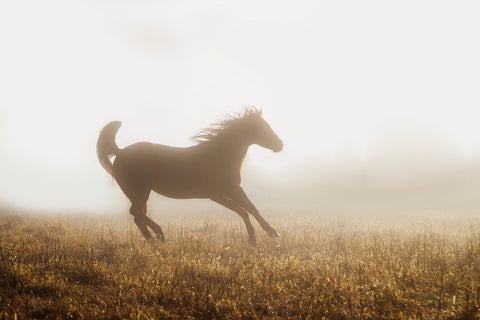 Quarter Horse Running in Fog Wall Art