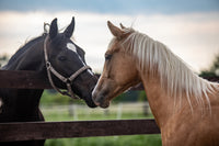 Quarter Horses Wall Art