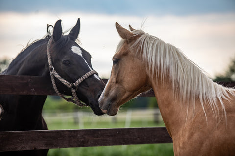 Quarter Horses Wall Art