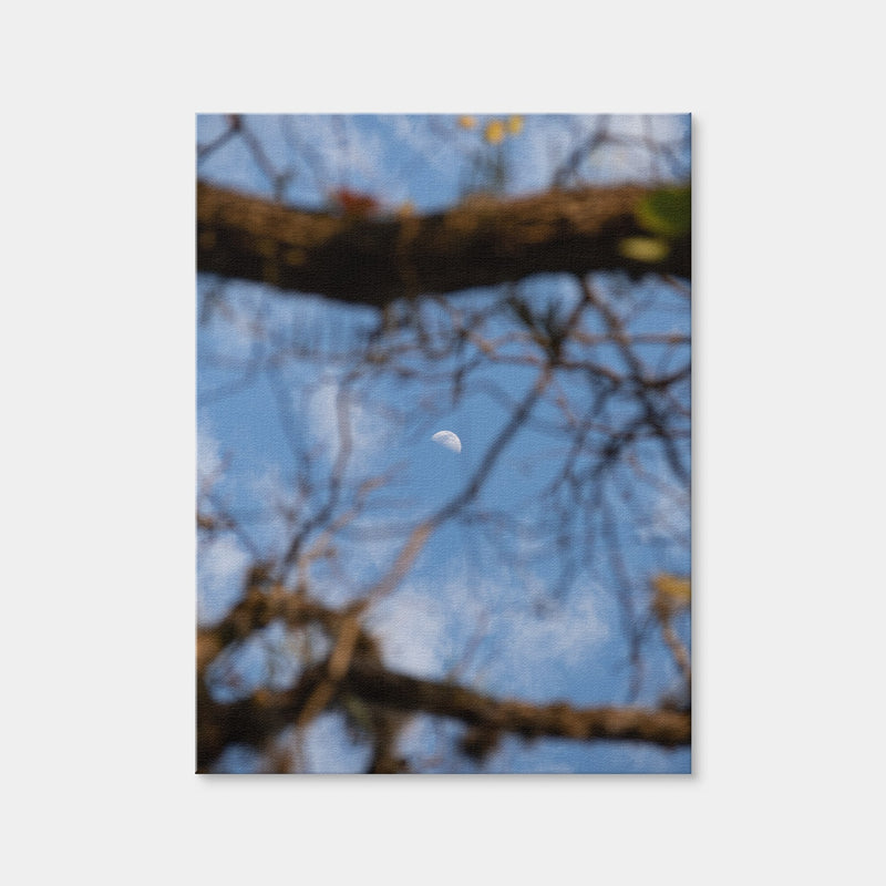 AUTO-MOCKUP WHITE | Quarter Moon Among the Tree | 1 Piece | Gallery Wrap Canvas | group=3x4