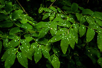 Rain Drops on Leaves Wall Art