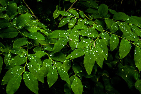 Rain Drops on Leaves Wall Art