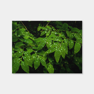 AUTO-MOCKUP WHITE | Rain Drops on Leaves | 1 Piece | Gallery Wrap | group=4x3