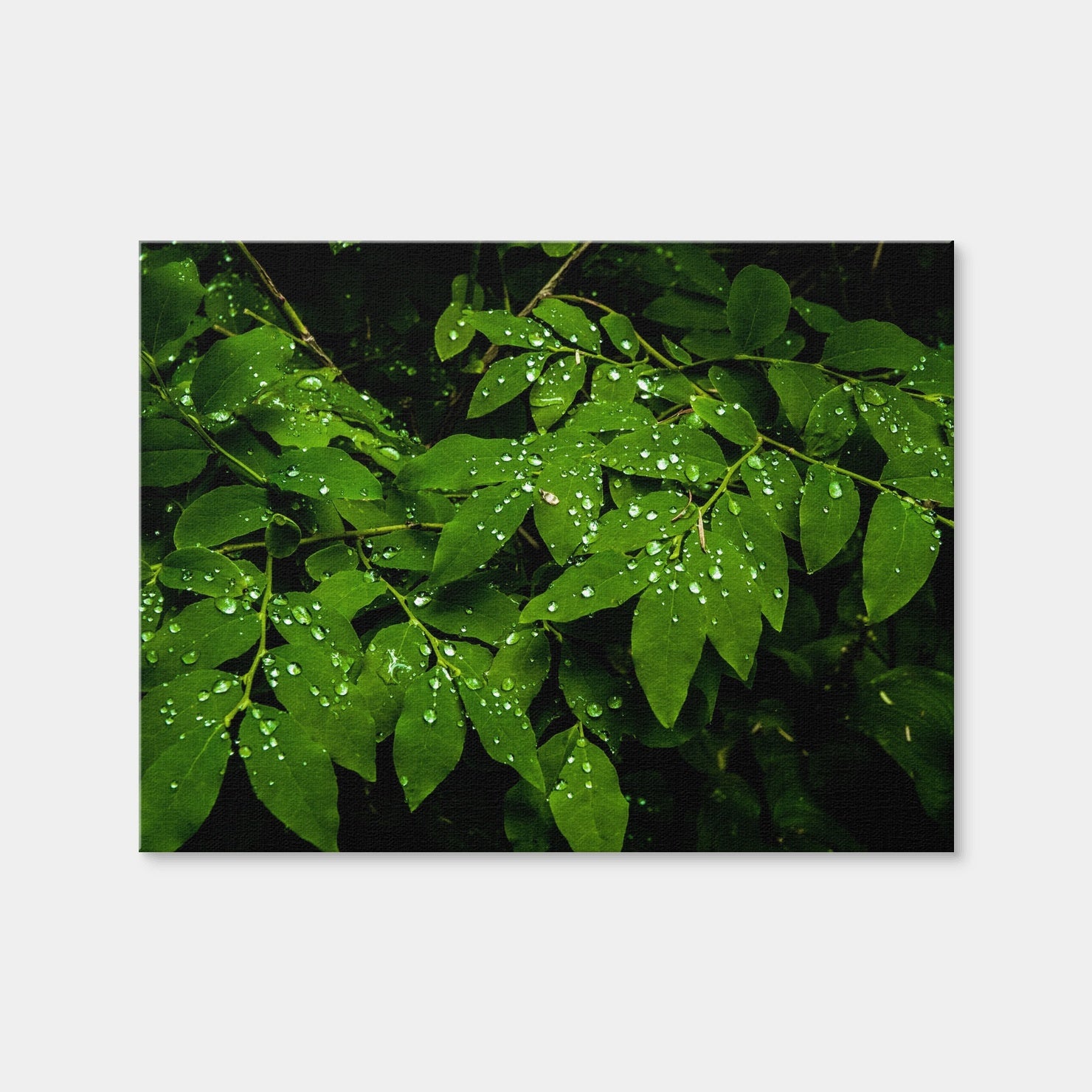 AUTO-MOCKUP WHITE | Rain Drops on Leaves | 1 Piece | Gallery Wrap | group=4x3