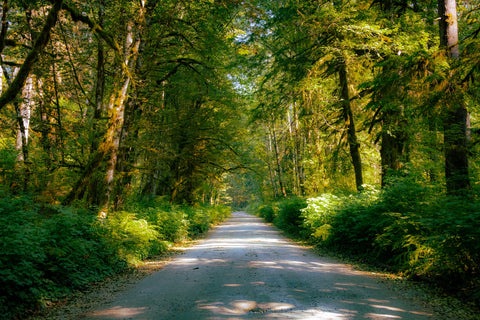 Rainforest Road Wall Art