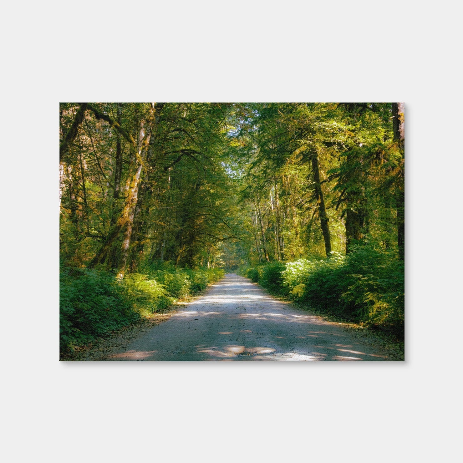 AUTO-MOCKUP WHITE | Rainforest Road | 1 Piece | Gallery Wrap | group=4x3