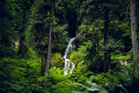 Rainforest Waterfall Wall Art