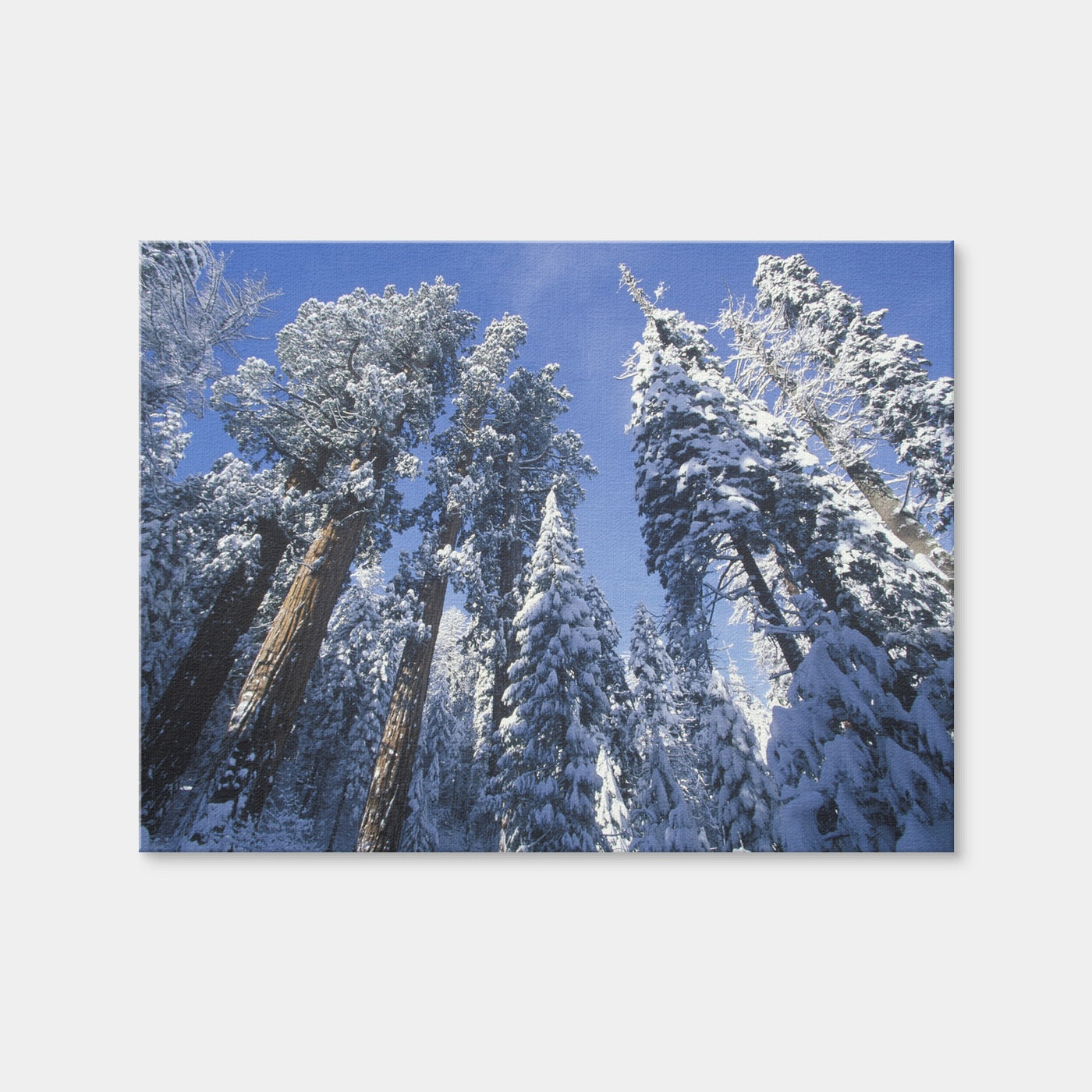AUTO-MOCKUP WHITE | Redwoods Covered in Snow | 1 Piece | Gallery Wrap | group=4x3