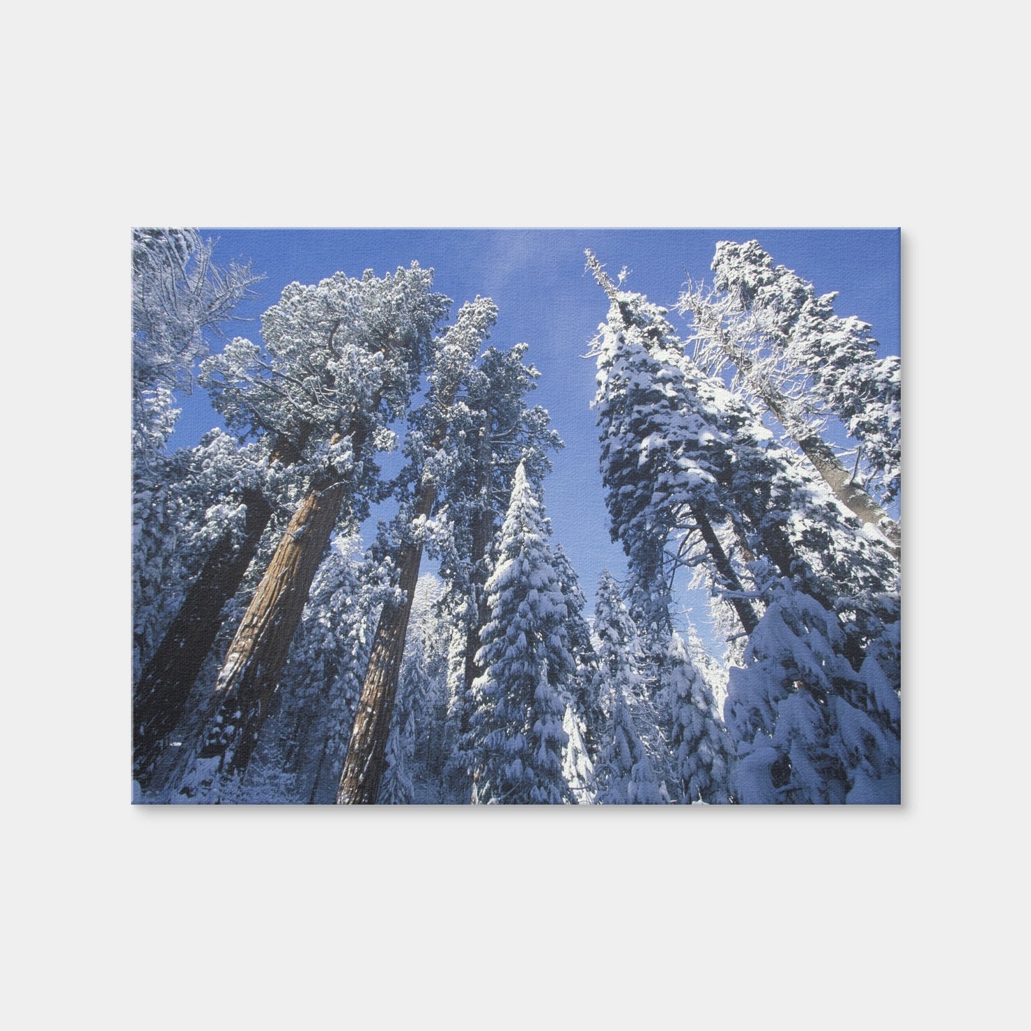 AUTO-MOCKUP WHITE | Redwoods Covered in Snow | 1 Piece | Gallery Wrap | group=4x3