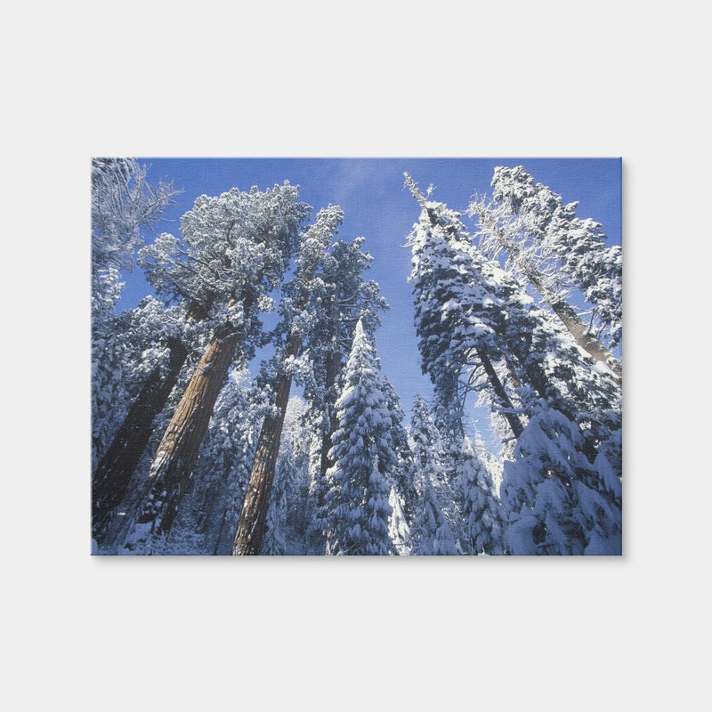 AUTO-MOCKUP WHITE | Redwoods Covered in Snow | 1 Piece | Gallery Wrap | group=4x3