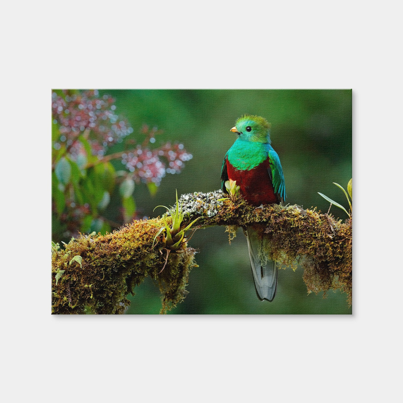 AUTO-MOCKUP WHITE | Resplendent Quetzal | 1 Piece | Gallery Wrap Canvas | group=4x3