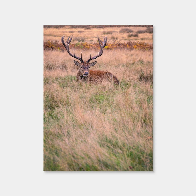 AUTO-MOCKUP WHITE | Richmond Park | 1 Piece | Gallery Wrap Canvas | group=3x4