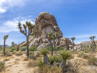 Roadside Rock Joshua Tree National Park Wall Art