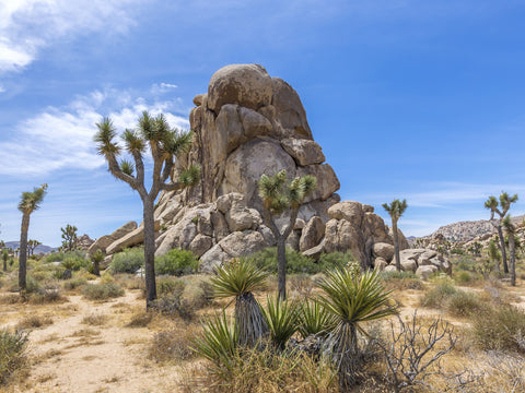 Roadside Rock Joshua Tree National Park Wall Art