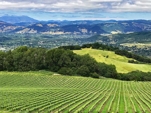 Rolling hills and vineyards of Sonoma County Wall Art